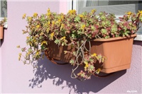 f35f8952-IMG_8385 sedum palmeri.jpg